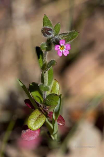 Polemoniaceae