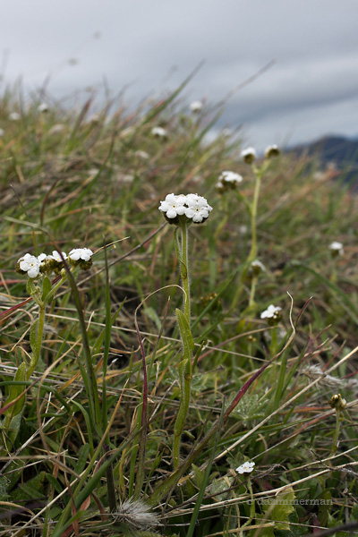 Boraginaceae