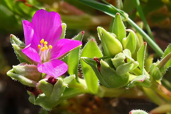 Montiaceae