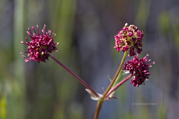Umbelliferae