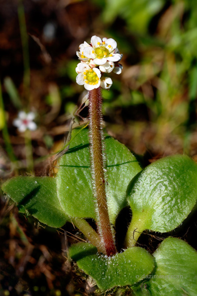 Saxifraga