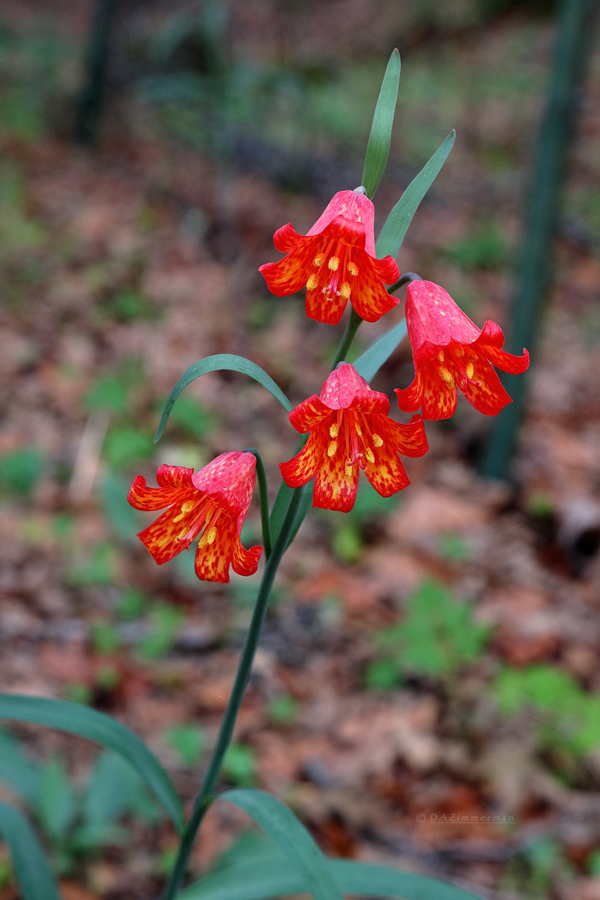 Liliaceae