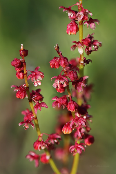 Polygonaceae