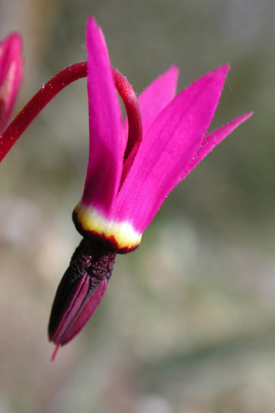 Primulaceae