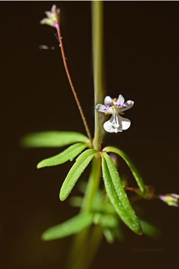Plantaginaceae