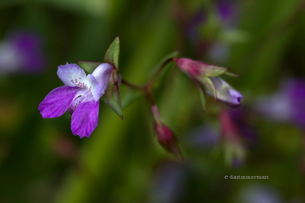 Scrophularaceae