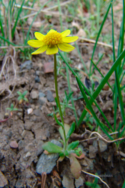 Compositae