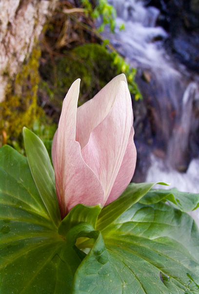 Liliaceae