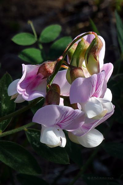 Fabaceae