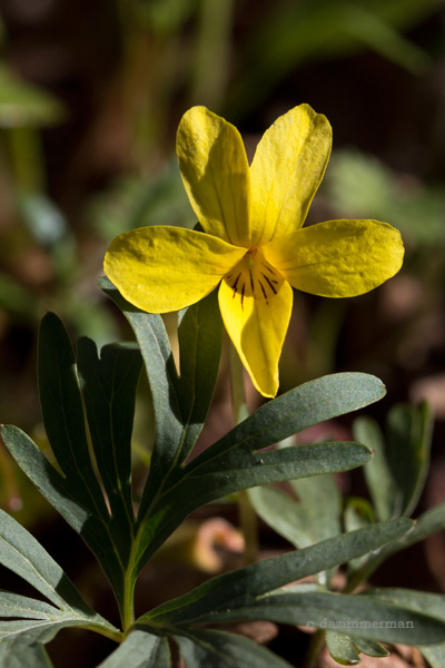 Violaceae