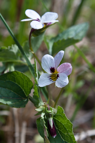 Violaceae
