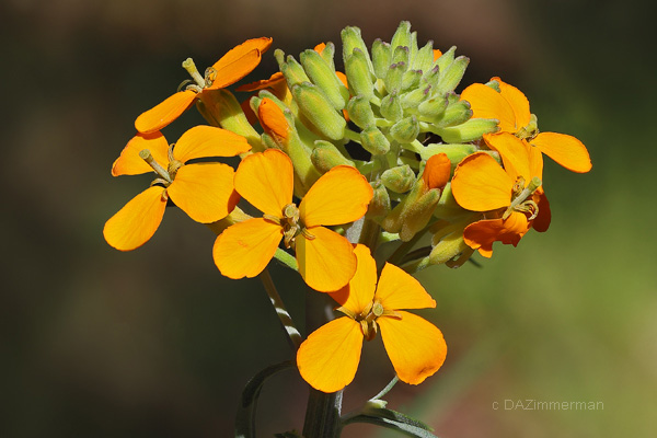Cruciferae