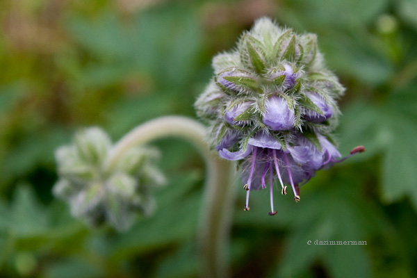 Hydrophyllaceae