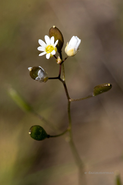 Brassicaceae