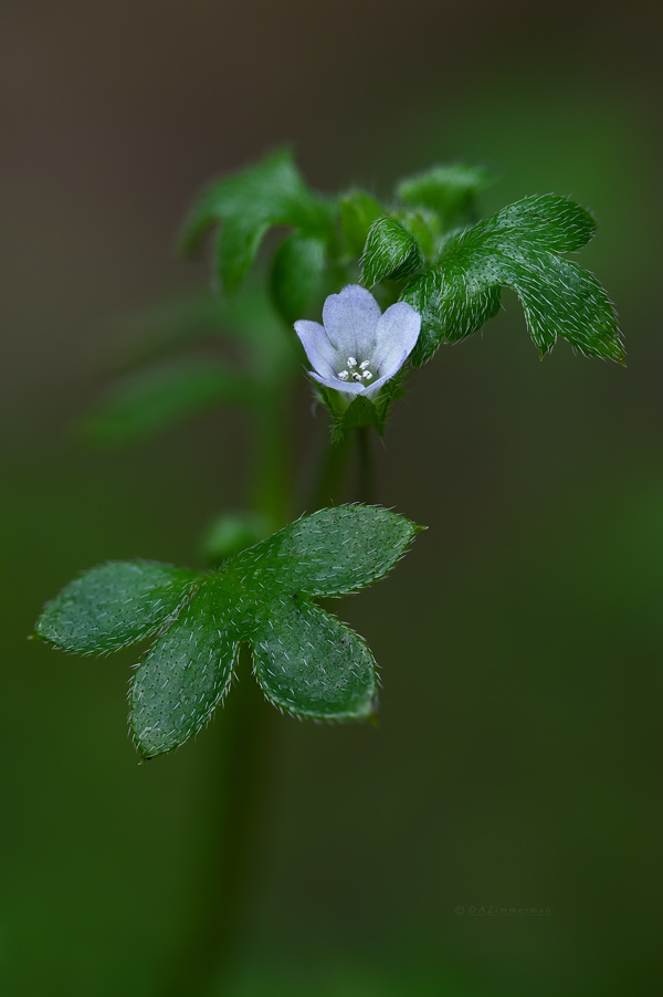 Woodland nemophila,Hydrophyllaciae