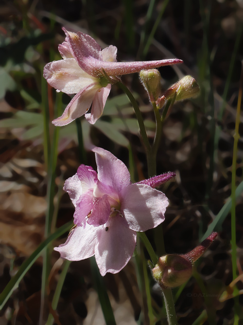 Delphinium_ decorum,Ranunculaceae