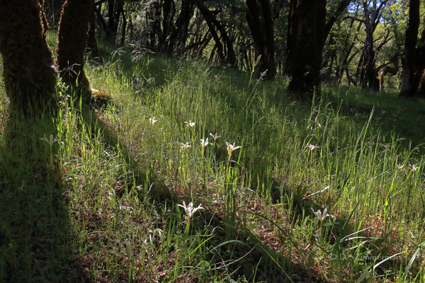 Oaks Purdi iris in midsummer