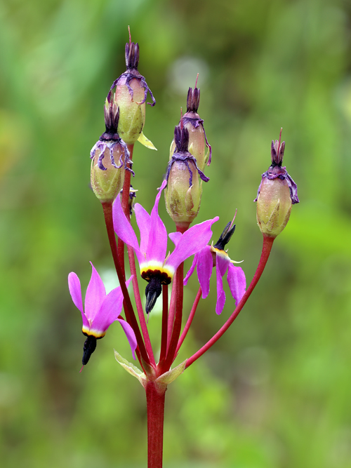Shooting star,Primula_hendersonii