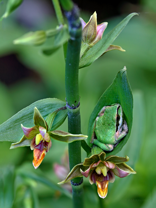 Stream orchid, Pacific tree frog