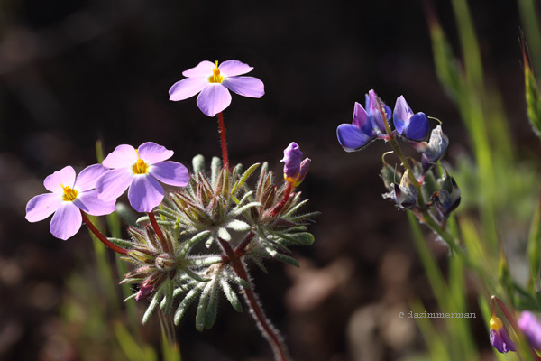 Polemoniaceae