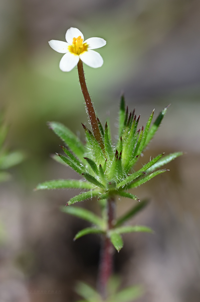 Polemoniaceae