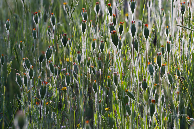 Asteraceae