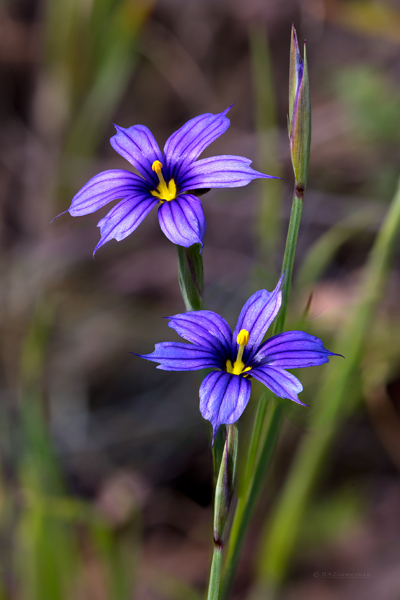Iridaceae