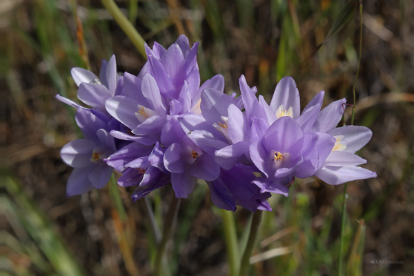 Themidaceae