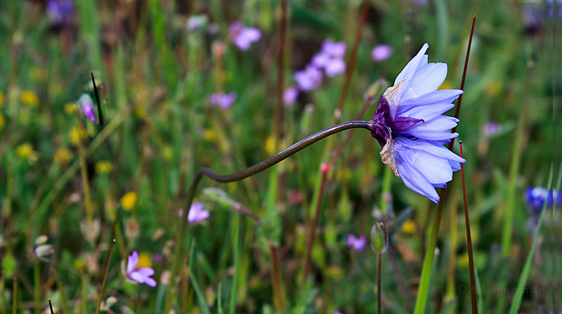 Wild hyacinth