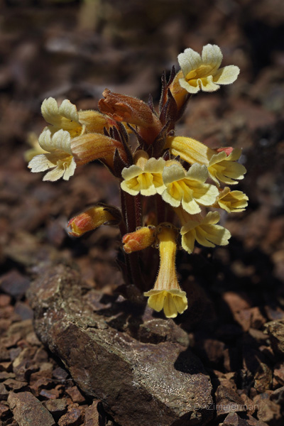 fasciculata