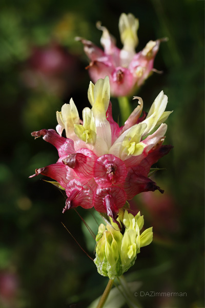 Fabaceae