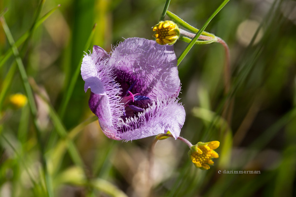 Liliaceae