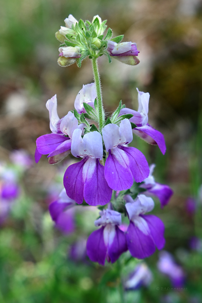 Scrophulariaceae