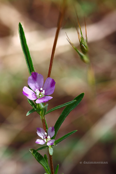 Onagraceae