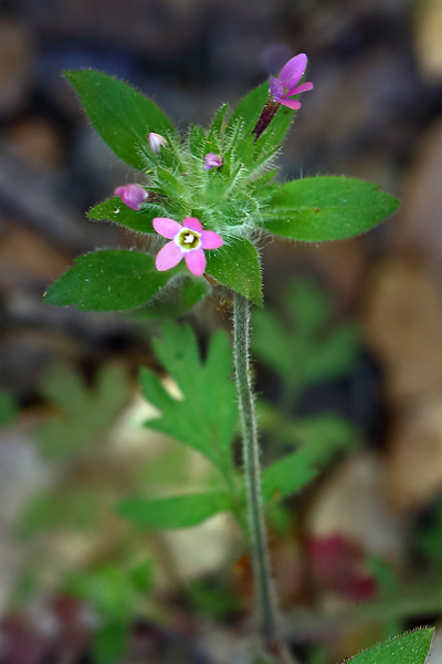 Polemoniaceae