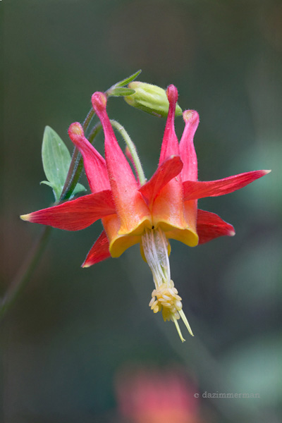 Ranunculaceae