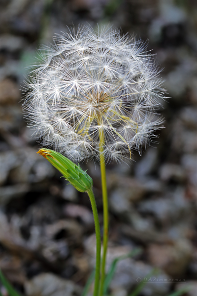 Asteraceae