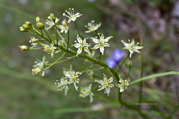 Liliaceae