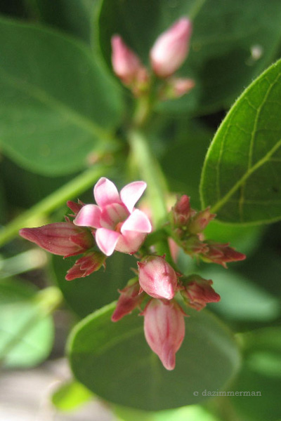 Apocynaceae