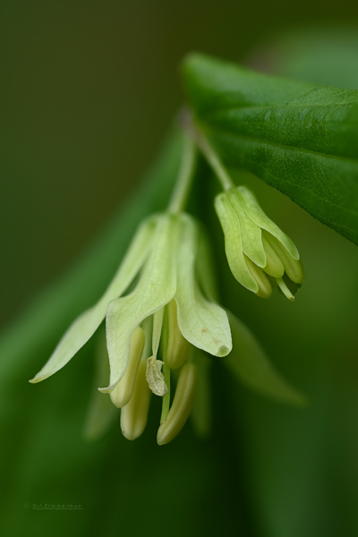 Liliaceae