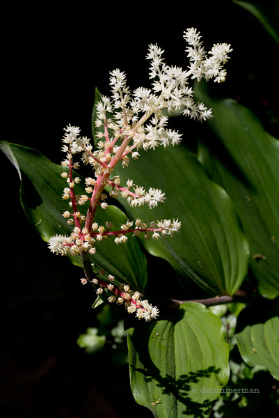Liliaceae