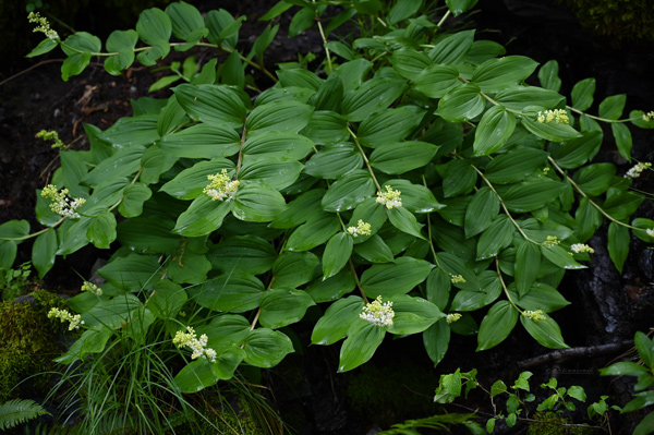 Liliaceae