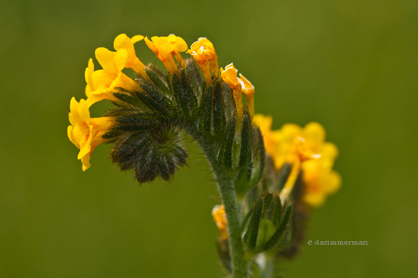 Compositae