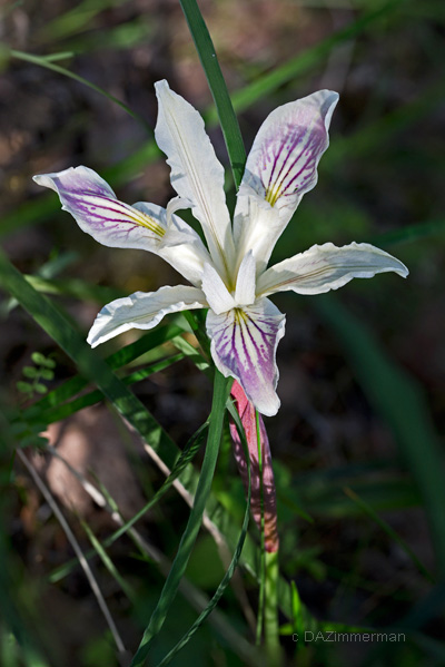 Iridaceae