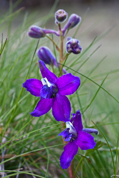 Ranunculaceae