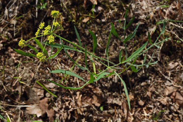 Apiaceae