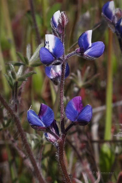Fabaceae