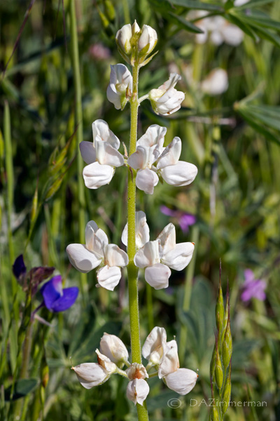 Fabaceae