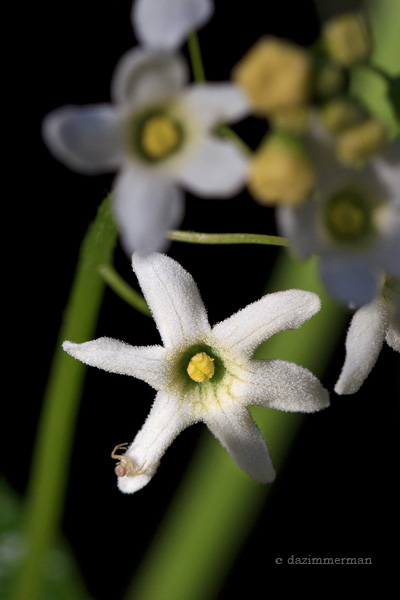 Cucurbitaceae