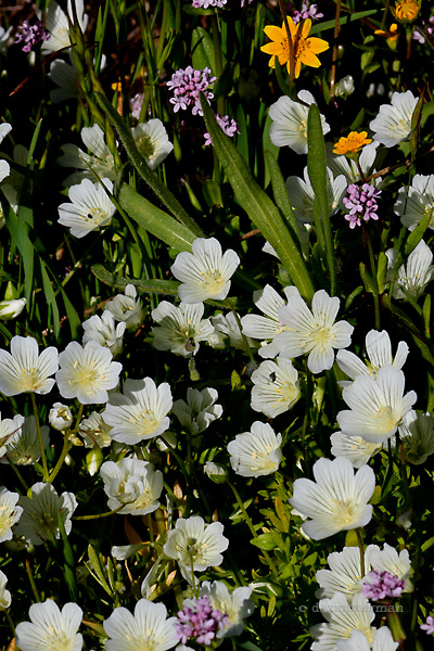 Limnanthaceae